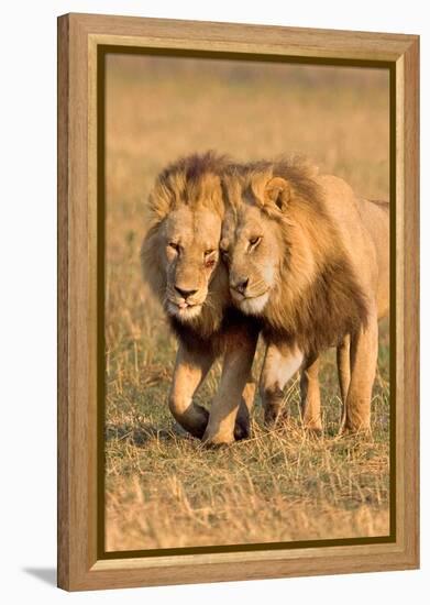 Bonding Lions-Howard Ruby-Framed Premier Image Canvas