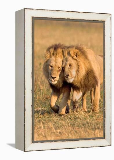 Bonding Lions-Howard Ruby-Framed Premier Image Canvas