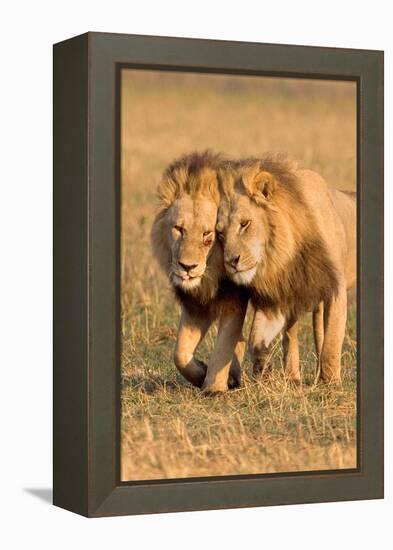 Bonding Lions-Howard Ruby-Framed Premier Image Canvas