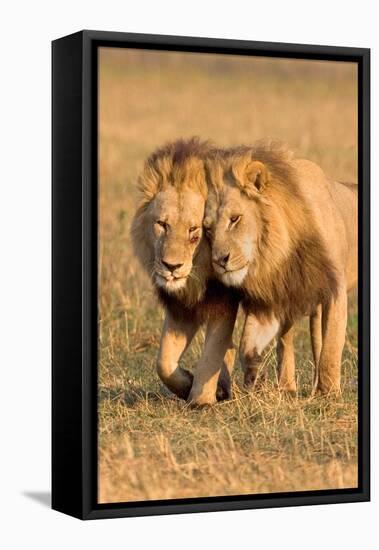 Bonding Lions-Howard Ruby-Framed Premier Image Canvas