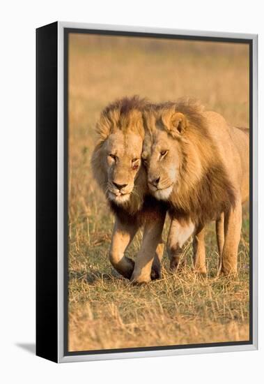 Bonding Lions-Howard Ruby-Framed Premier Image Canvas