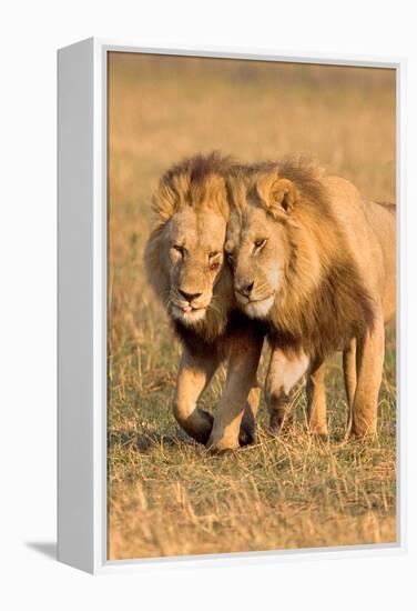 Bonding Lions-Howard Ruby-Framed Premier Image Canvas