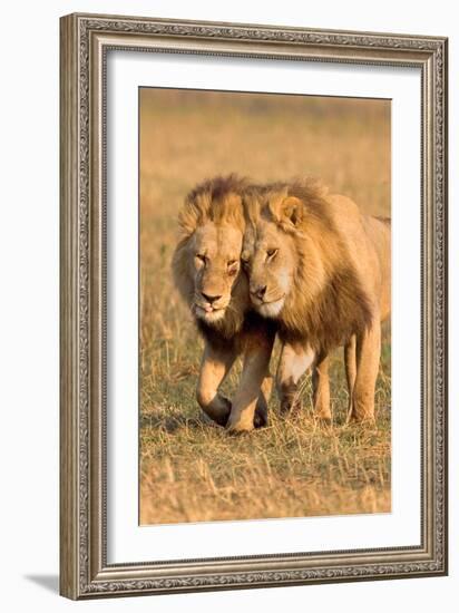 Bonding Lions-Howard Ruby-Framed Photographic Print