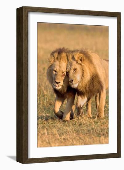 Bonding Lions-Howard Ruby-Framed Photographic Print