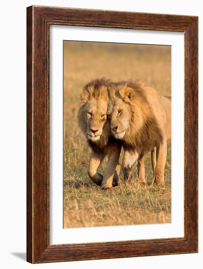 Bonding Lions-Howard Ruby-Framed Photographic Print