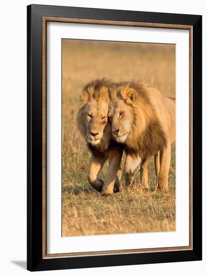 Bonding Lions-Howard Ruby-Framed Photographic Print