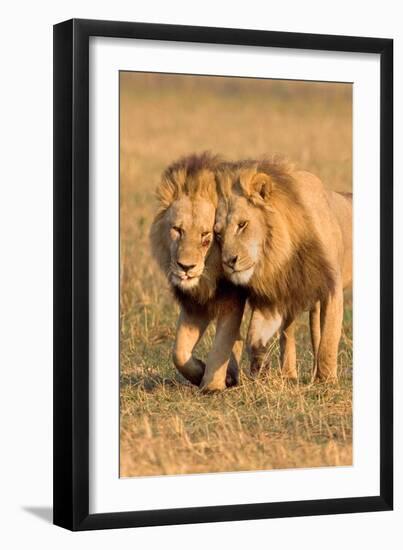 Bonding Lions-Howard Ruby-Framed Photographic Print