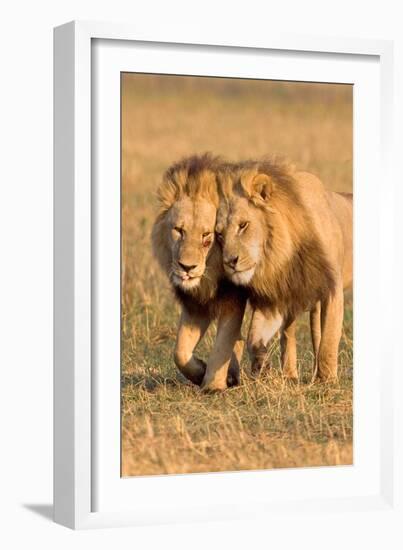 Bonding Lions-Howard Ruby-Framed Photographic Print