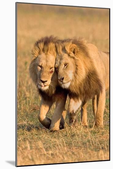 Bonding Lions-Howard Ruby-Mounted Photographic Print
