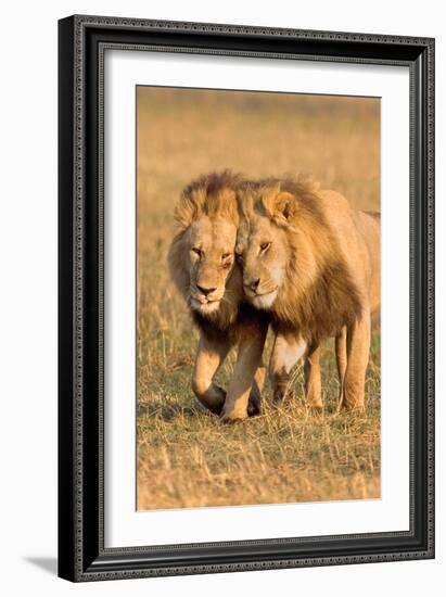 Bonding Lions-Howard Ruby-Framed Photographic Print