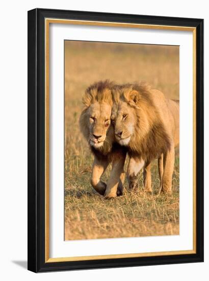 Bonding Lions-Howard Ruby-Framed Photographic Print