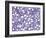 Bone Marrow, Light Micrograph-Steve Gschmeissner-Framed Photographic Print