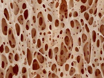 bone tissue of a hen magnified x25 photographic print by micro bone tissue