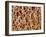 Bone Tissue-Susumu Nishinaga-Framed Photographic Print