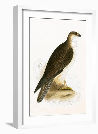 Bonelli's Eagle,  from 'A History of the Birds of Europe Not Observed in the British Isles'-English-Framed Giclee Print