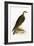 Bonelli's Eagle,  from 'A History of the Birds of Europe Not Observed in the British Isles'-English-Framed Giclee Print