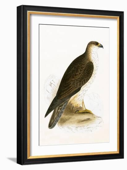 Bonelli's Eagle,  from 'A History of the Birds of Europe Not Observed in the British Isles'-English-Framed Giclee Print