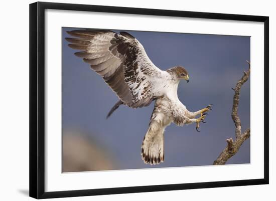 Bonelli's Eagle or Eurasian Hawk-Eagle-Staffan Widstrand-Framed Photographic Print