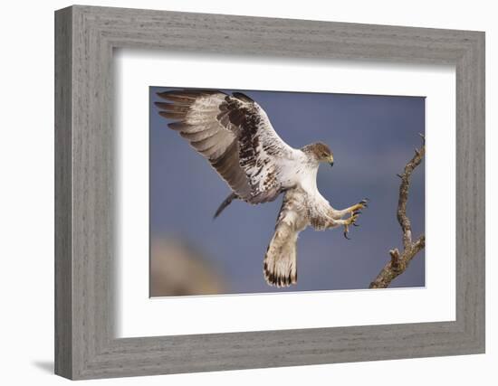 Bonelli's Eagle or Eurasian Hawk-Eagle-Staffan Widstrand-Framed Photographic Print