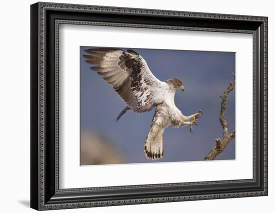 Bonelli's Eagle or Eurasian Hawk-Eagle-Staffan Widstrand-Framed Photographic Print