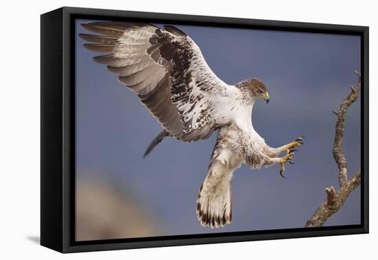Bonelli's Eagle or Eurasian Hawk-Eagle-Staffan Widstrand-Framed Premier Image Canvas