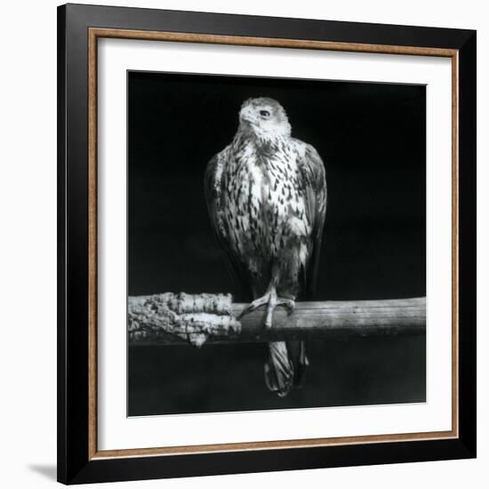 Bonelli's Eagle Resting on a Branch at London Zoo, September 1925 (B/W Photo)-Frederick William Bond-Framed Giclee Print