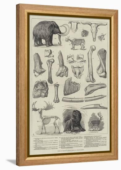 Bones of Extinct Animals Found at Charing-Cross-null-Framed Premier Image Canvas