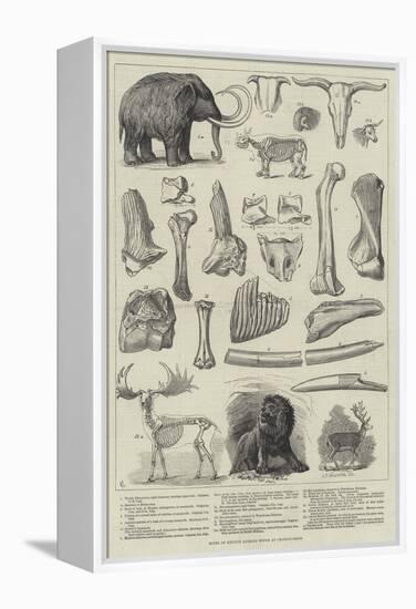 Bones of Extinct Animals Found at Charing-Cross-null-Framed Premier Image Canvas