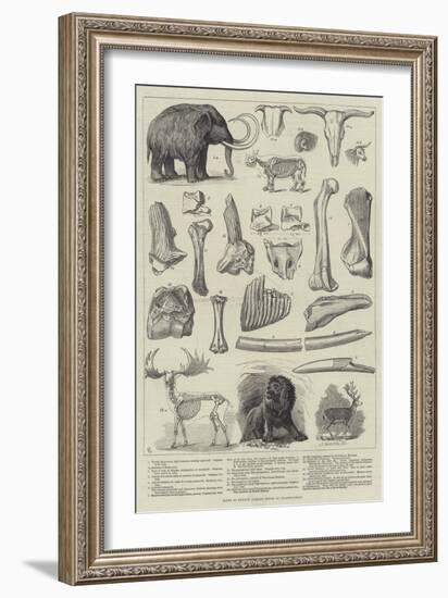 Bones of Extinct Animals Found at Charing-Cross-null-Framed Giclee Print