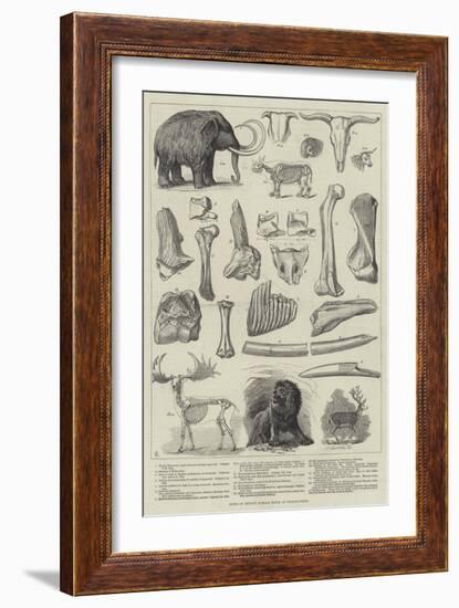 Bones of Extinct Animals Found at Charing-Cross-null-Framed Giclee Print