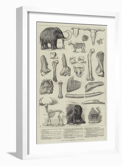 Bones of Extinct Animals Found at Charing-Cross-null-Framed Giclee Print