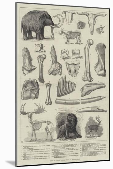 Bones of Extinct Animals Found at Charing-Cross-null-Mounted Giclee Print