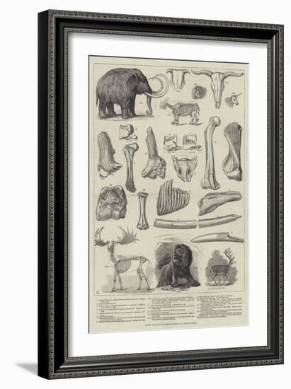 Bones of Extinct Animals Found at Charing-Cross-null-Framed Giclee Print