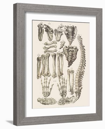 Bones of the Human Skeleton-Mehau Kulyk-Framed Photographic Print