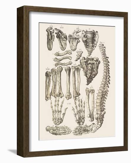 Bones of the Human Skeleton-Mehau Kulyk-Framed Photographic Print