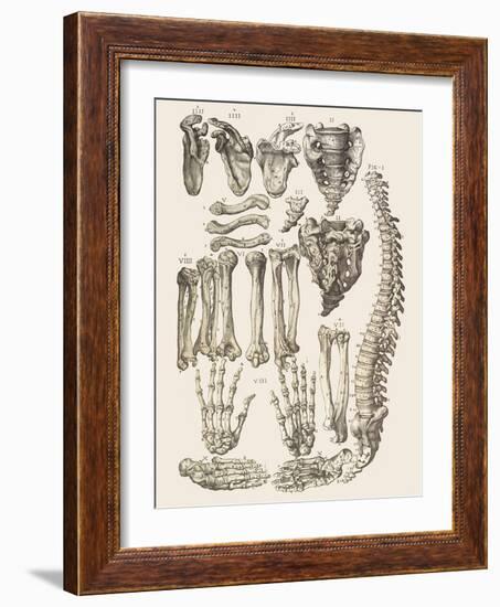 Bones of the Human Skeleton-Mehau Kulyk-Framed Photographic Print