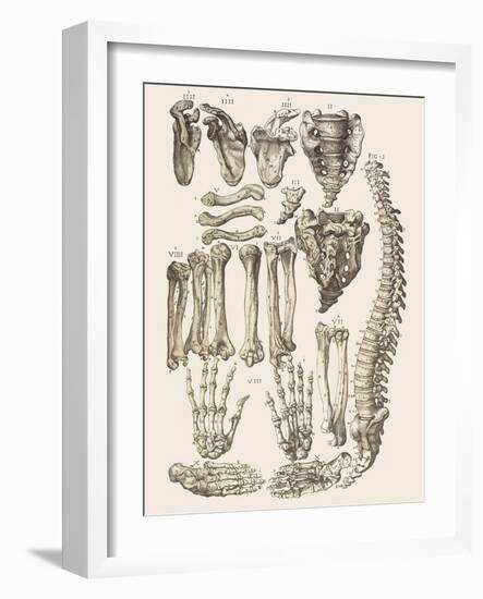 Bones of the Human Skeleton-Mehau Kulyk-Framed Photographic Print