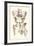 Bones of the Pelvis, Lower Spine, and Upper Leg-Found Image Press-Framed Giclee Print