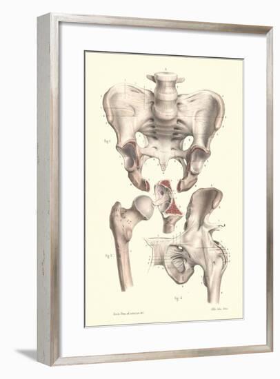 Bones of the Pelvis, Lower Spine, and Upper Leg-Found Image Press-Framed Giclee Print