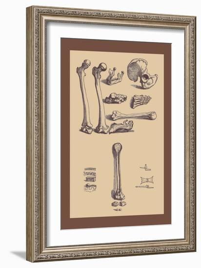 Bones with Tools-Andreas Vesalius-Framed Art Print