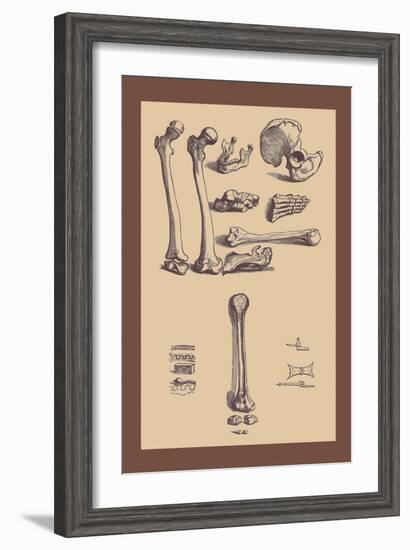 Bones with Tools-Andreas Vesalius-Framed Art Print