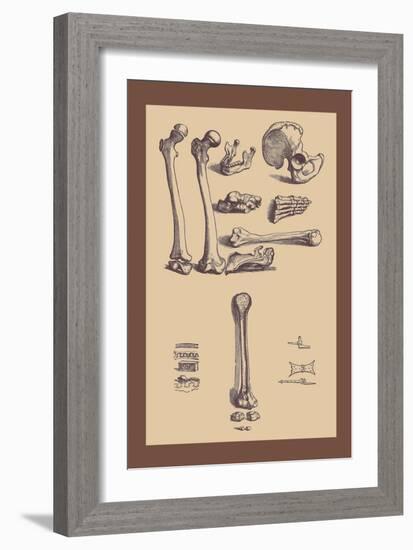 Bones with Tools-Andreas Vesalius-Framed Art Print