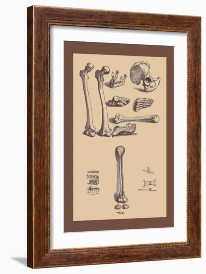 Bones with Tools-Andreas Vesalius-Framed Art Print