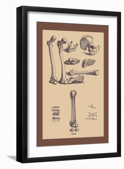 Bones with Tools-Andreas Vesalius-Framed Art Print