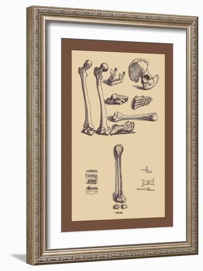 Bones with Tools-Andreas Vesalius-Framed Art Print