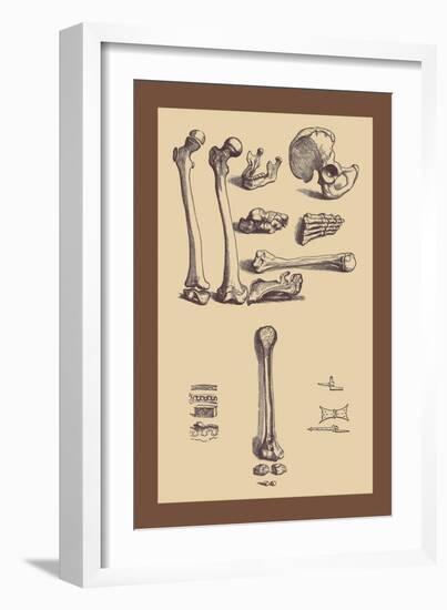 Bones with Tools-Andreas Vesalius-Framed Art Print