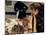 Bonnard: Breakfast, C1899-Pierre Bonnard-Mounted Giclee Print