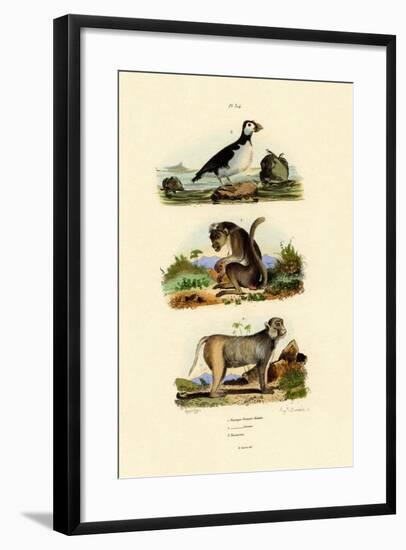 Bonnet Macaque, 1833-39-null-Framed Giclee Print