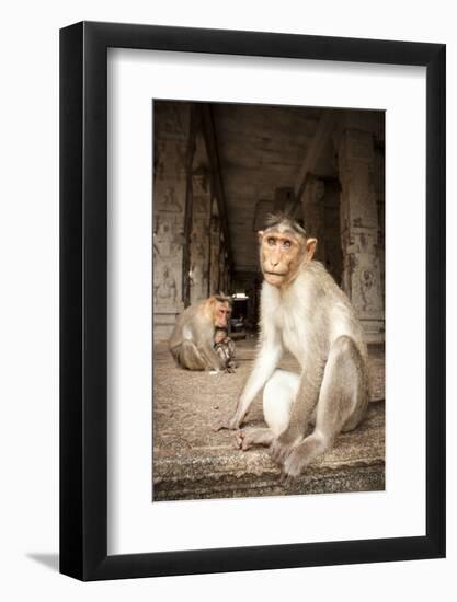 Bonnet Macaque (Macaca Radiata) Adults and Baby in Temple, Hampi, Karnataka, India, July-Paul Williams-Framed Photographic Print