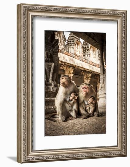 Bonnet Macaque (Macaca Radiata) Females Suckling Babies in Temple, Hampi, Karnataka, India, July-Paul Williams-Framed Photographic Print